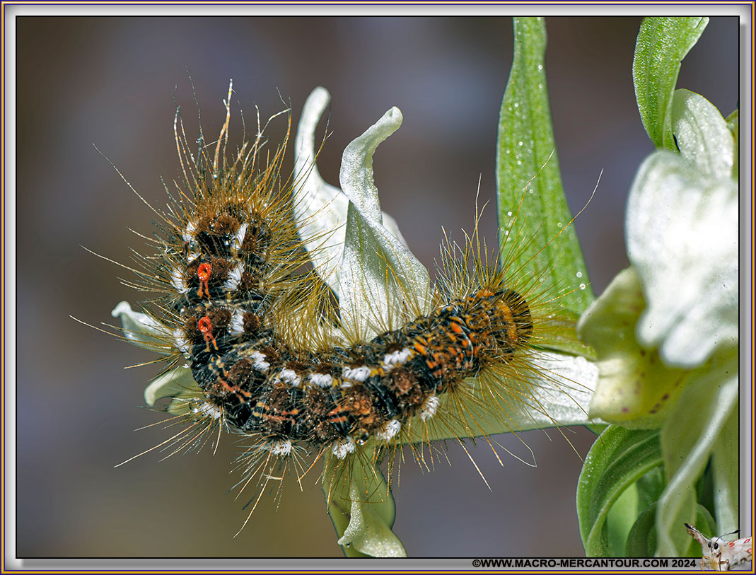 Bombyx cul doré